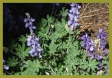 Purple Flowers at Lake Tahoe