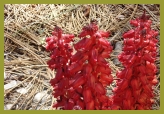 Red Flowers at Lake Tahoe