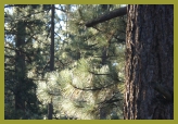 Trees at Lake Tahoe