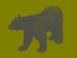 bear at Lake Tahoe